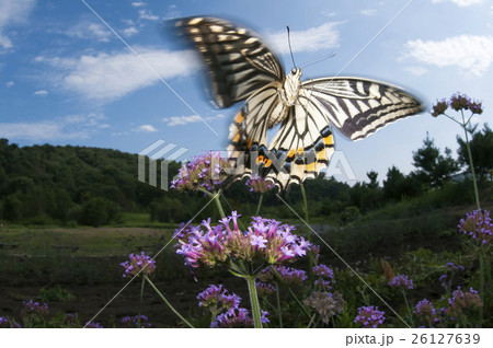 アゲハ 26127639