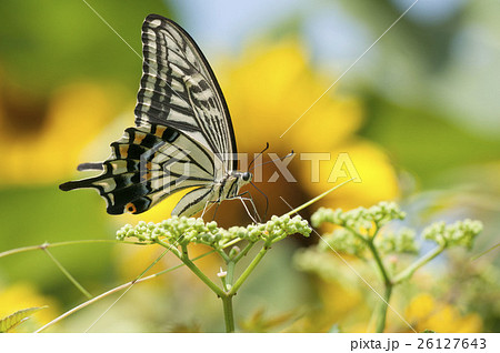 アゲハ 26127643