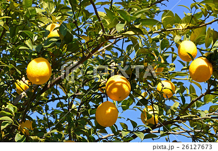 カリン（花梨） 26127673