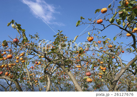 柿の実る風景 26127676