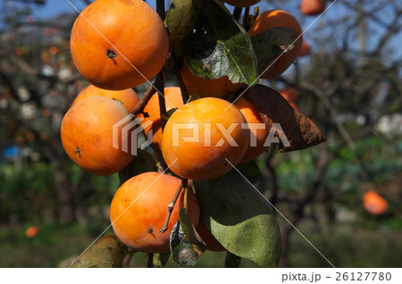柿の実る風景 柿の実る風景 26127780