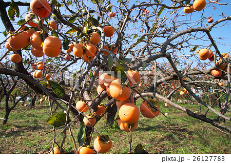 柿の実る風景 26127783