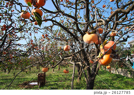 柿の実る風景 柿の実る風景 26127785