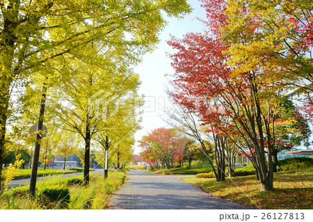 通りの街路樹の紅葉１ 26127813