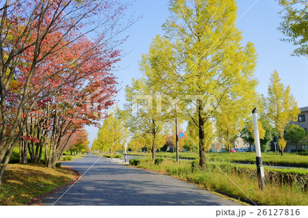 通りの街路樹の紅葉４ 26127816