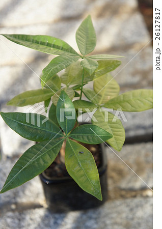 パキラ パキラ 26127817