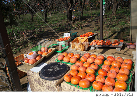 柿の産地直売 26127912
