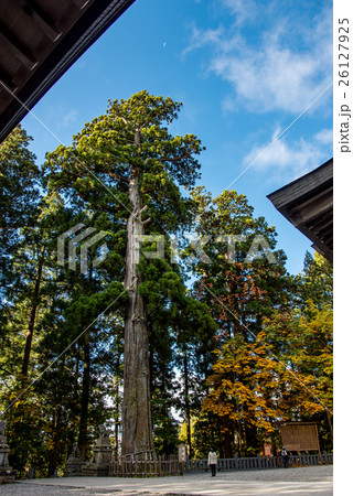 長野 戸隠神社の御神木を見上げる女性 長野 戸隠神社の御神木を見上げる女性 26127925