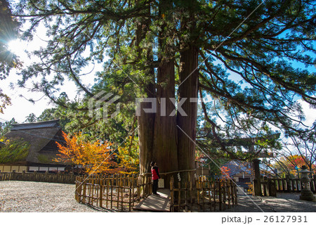 長野 戸隠神社の御神木を見上げる女性 長野 戸隠神社の御神木を見上げる女性 26127931