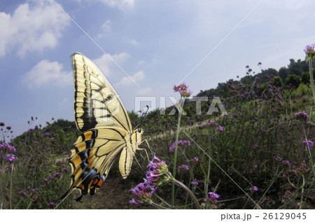 キアゲハ 26129045