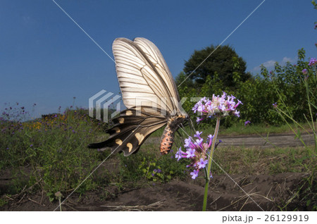 ジャコウアゲハ 26129919