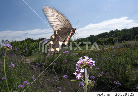 ジャコウアゲハ 26129925