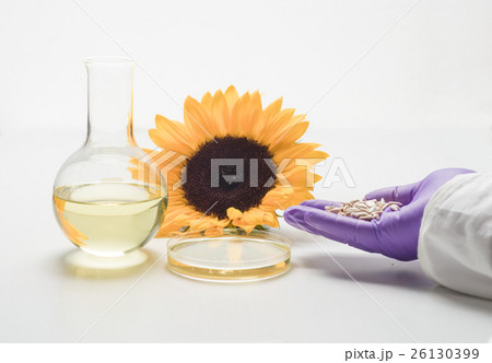 Analysis of sunflower oil in laboratory Analysis of sunflower oil in laboratory 26130399