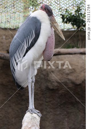 アフリカハゲコウ アフリカハゲコウ 26131784