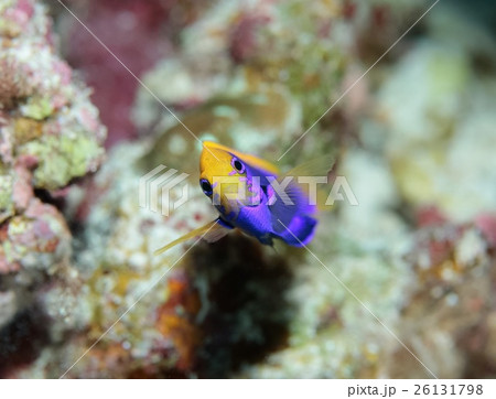 セナキルリスズメダイ 26131798