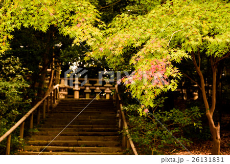 石清水八幡宮 参道の紅葉 石清水八幡宮 参道の紅葉 26131831