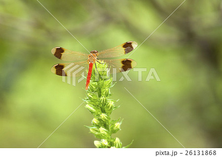 ミヤマアカネ 26131868