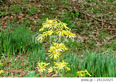 野の花「ツワブキ」山田池公園:大阪府枚方市 野の花「ツワブキ」山田池公園:大阪府枚方市 26132025