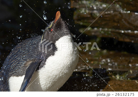 Rockhopper Penguin Shower Rockhopper Penguin Shower 26132175