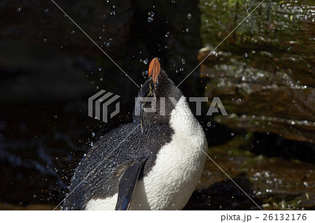 Rockhopper Penguin Shower 26132176