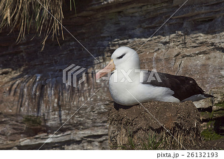 Black-browed Albatross (Thalassarche melanophrys)  26132193