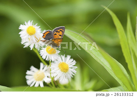 ベニシジミ 26133312