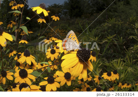 ベニシジミ 26133314