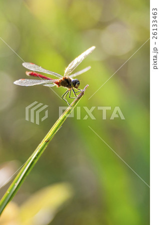 マユタテアカネ 26133463