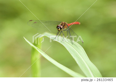 マユタテアカネ 26133465