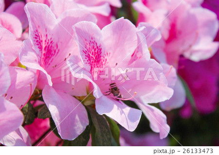 蜂 ハチ 蜜蜂 26133473