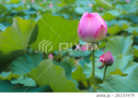 ハス スイレン 蓮 26133479