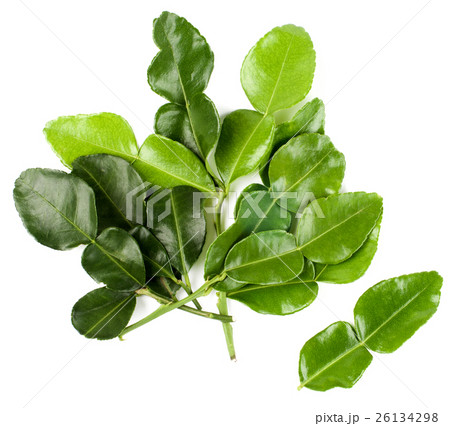 Kaffir Lime Leafsの写真素材