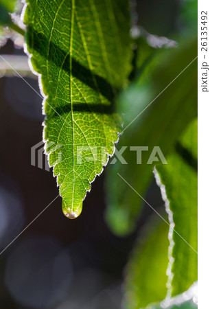 texture of the leaves 26135492