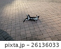 猫 猫 26136033