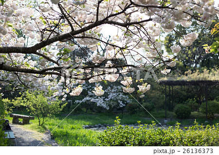 梅宮大社勾玉池、八重桜 26136373