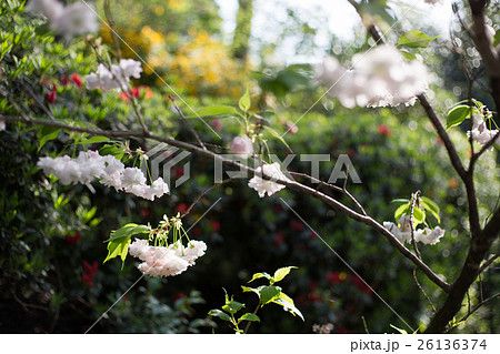梅宮大社勾玉池、枝にたわわな八重桜 梅宮大社勾玉池、枝にたわわな八重桜 26136374