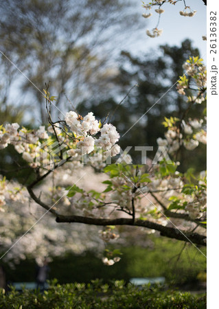 梅宮大社、満開の八重桜の枝振り 26136382