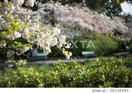 梅宮大社勾玉池、満開の八重桜 26136383