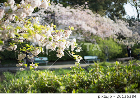 梅宮大社勾玉池、満開の八重桜 26136384