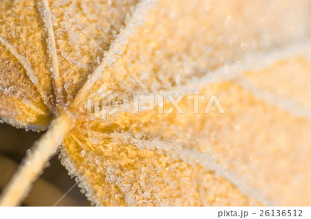 Frozen maple leaf Frozen maple leaf 26136512