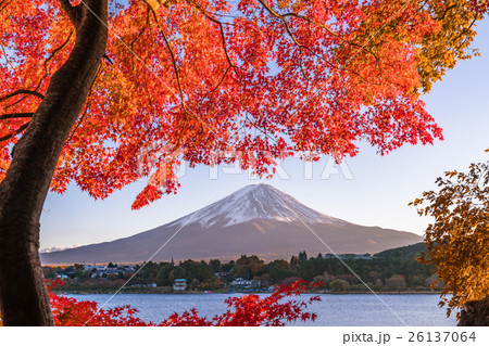 紅葉・富士山 紅葉・富士山 26137064