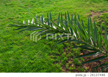 beautiful palm branch on a background of green 26137486