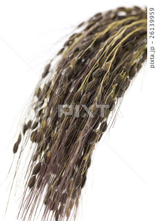 黒米　稲穂　古代米 26139959