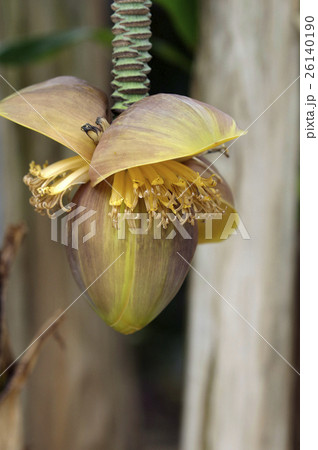 バショウの花 26140190