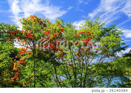 秋空とツタウルシ 秋空とツタウルシ 26140384