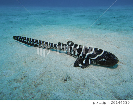 トラフザメの幼魚 26144559