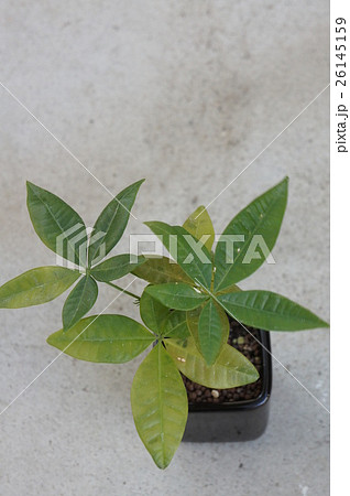 パキラ パキラ 26145159