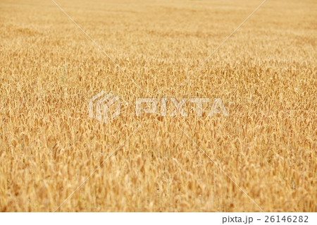 cereal field with spikelets of ripe rye or wheat cereal field with spikelets of ripe rye or wheat 26146282