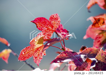楓 カエデ メープル 26146435