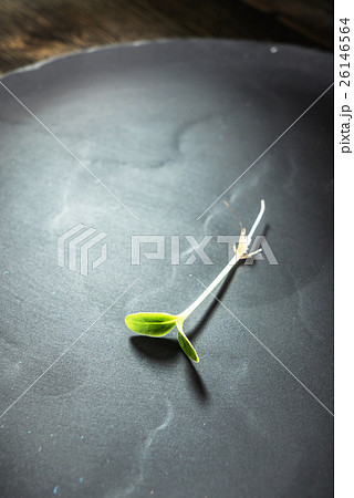 sunflower sprout sunflower sprout 26146564